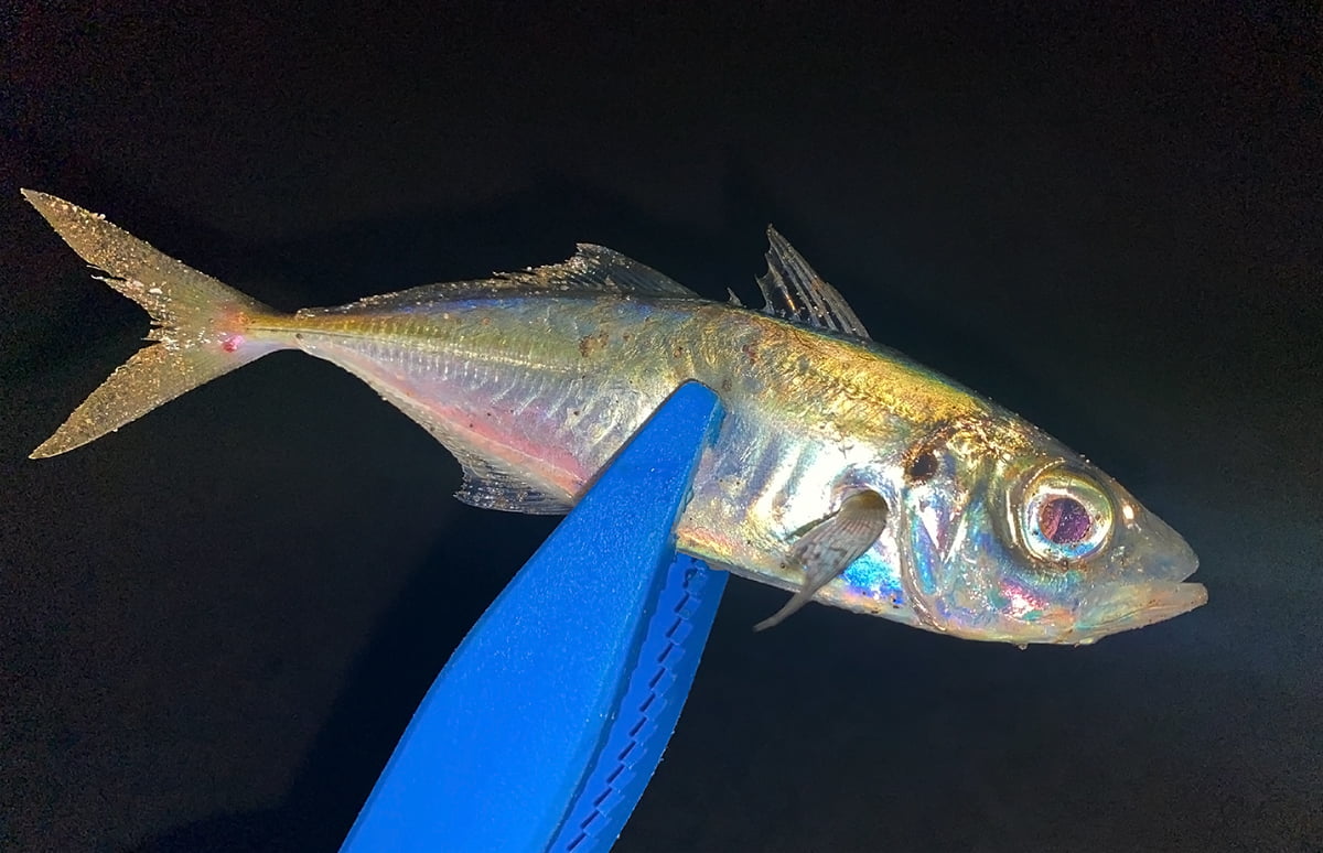 秋田県 秋田港で アジング シーズンの始まり 釣りビジョン マガジン 釣りビジョン
