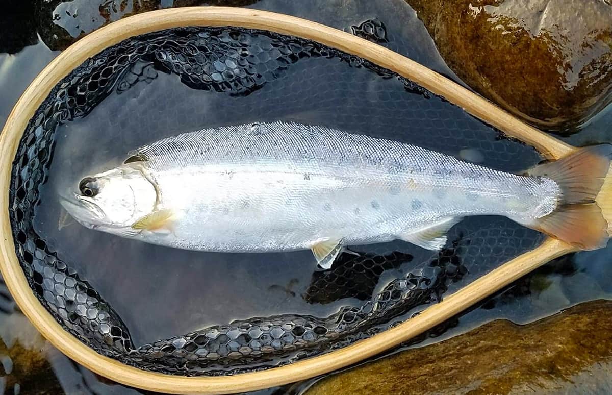 熊本県 球磨川水系 川辺川 梶原川のヤマメ釣り 釣りビジョン マガジン 釣りビジョン