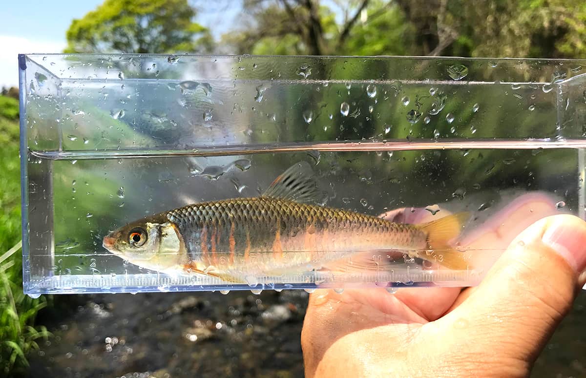 東京都青梅市・入間川の支流・成木川 毛バリでオイカワ釣り！ | 釣りビジョン マガジン | 釣りビジョン