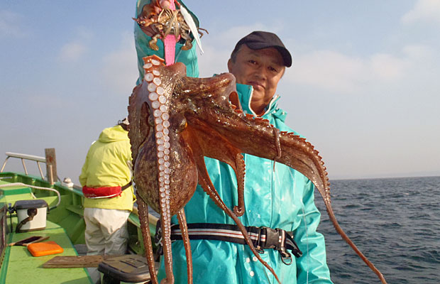 正月目前 何と言っても東京湾のマダコ オフショアマガジン 釣りビジョン 正月目前 何と言っても東京湾のマダコ オフショアマガジン 釣りビジョン