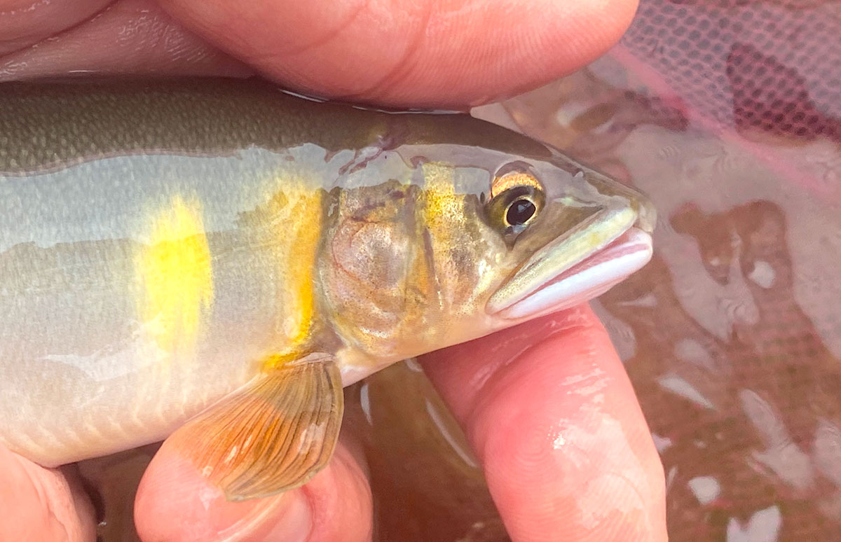 山梨県・桂川支流の葛野川、「真っ黄っ黄」の湖産アユを釣る！ | 釣り