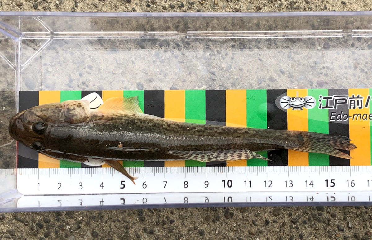 ハゼ釣り 川魚 小魚 仕掛け セット ハゼ タナゴ テナガエビ