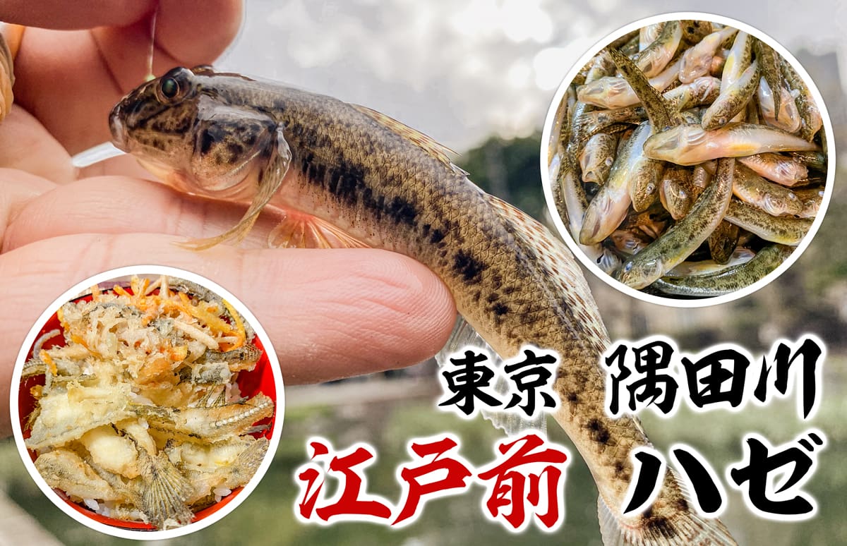 東京・大川（隅田川）で“江戸前・ハゼ“を釣り、”ハゼ丼“を味わう