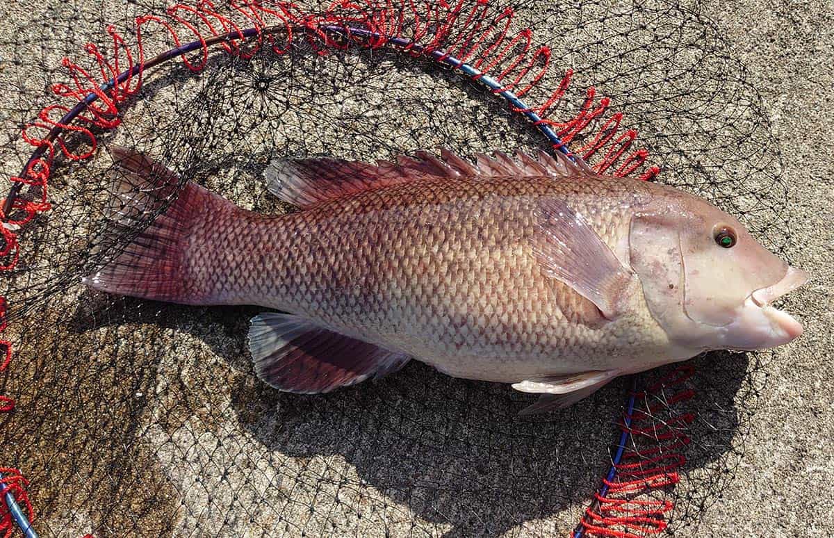 青森県・今別町、大泊漁港の堤防にて仕留めた、この魚の名前は？