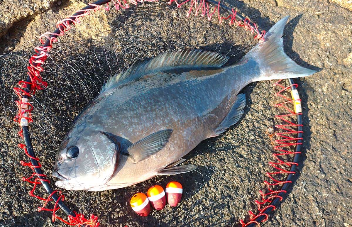 長崎県・五島列島で釣り納め。写真の魚はオナガかクチブトか？