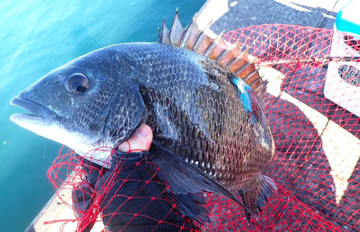 静岡県・清水港、初釣りは“チヌ・フカセ”で貴重な40cmをゲット！