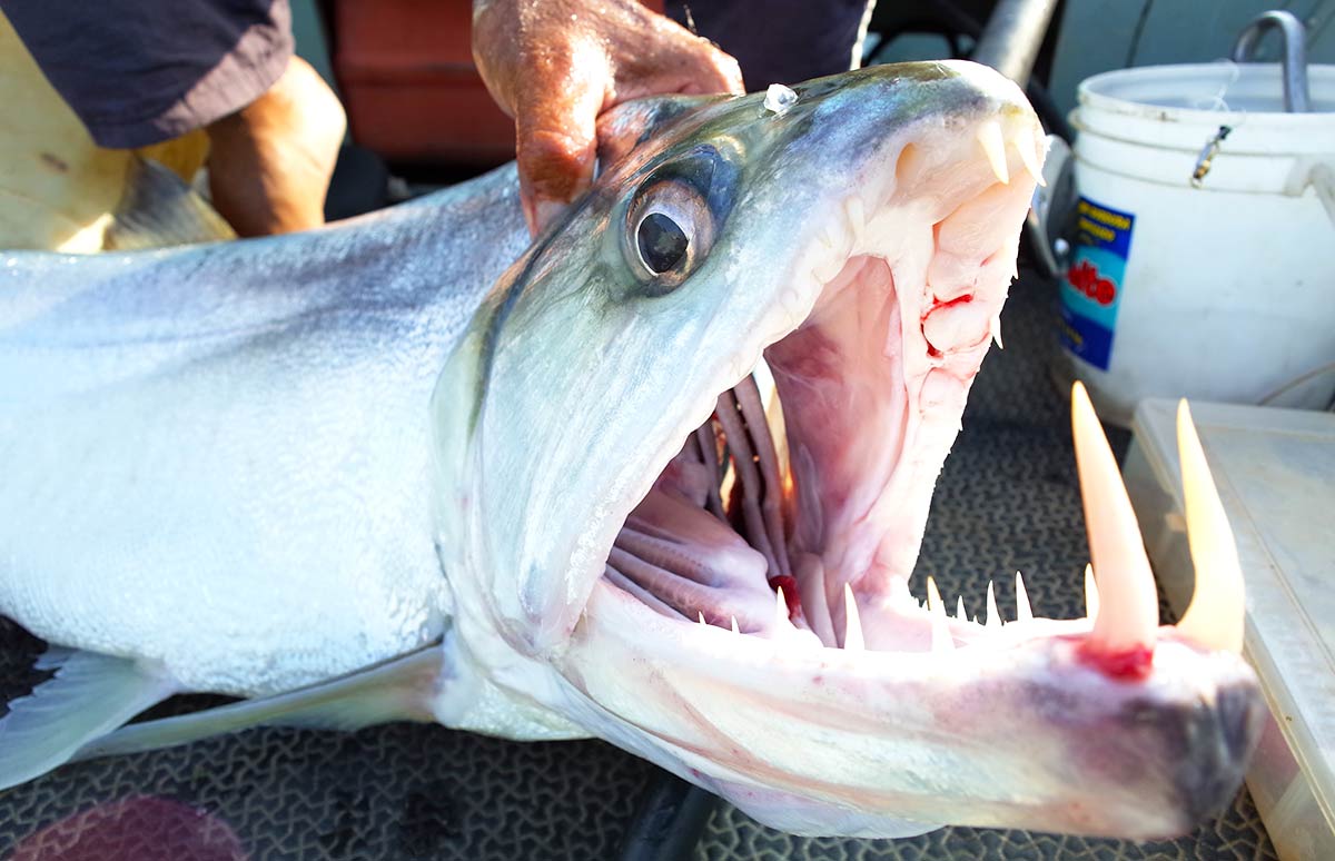激安正規品 キバが巨大過ぎて口に入りきらないサーベルタイガー的怪魚の名は その他