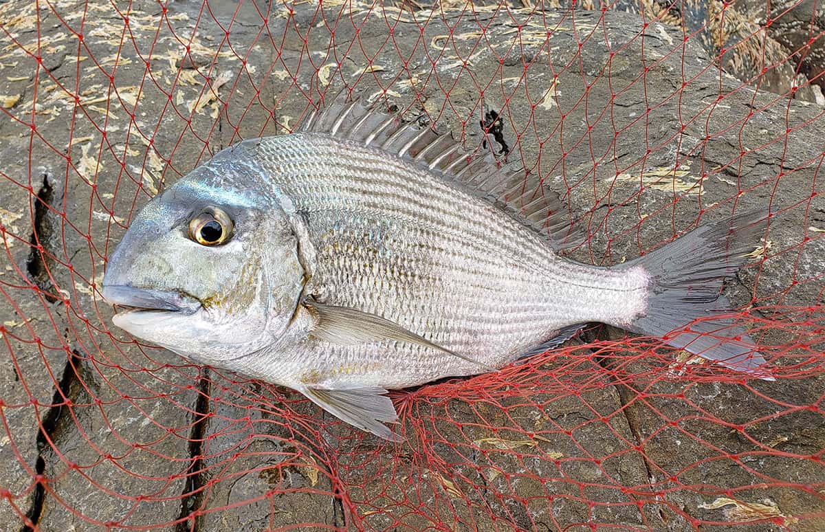 鹿児島県・大隅半島：佐多。終盤戦の“寒グレ”を攻略しつつ、入れ喰いになったこの魚の名は？