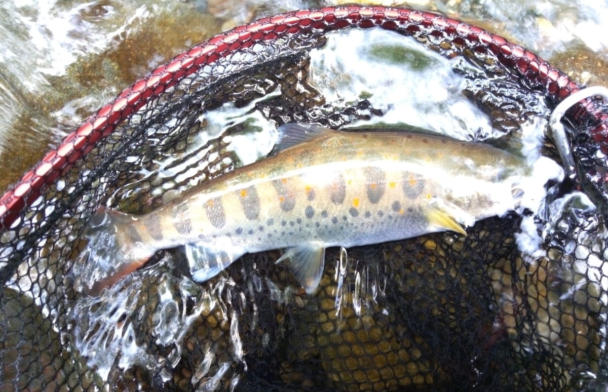 シカやイノシシの足跡だらけ】テンカラ釣りでイワナとアマゴ！ | 釣り