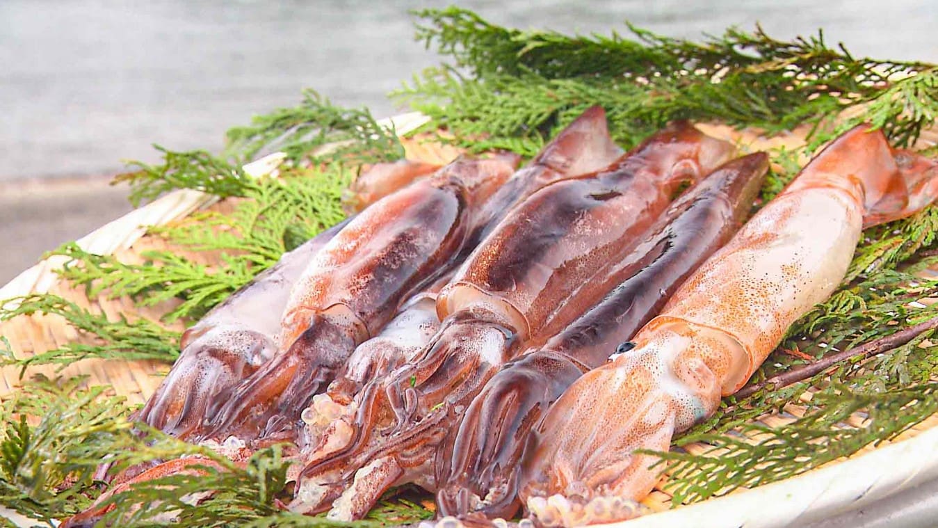 【超絶品】スルメイカを”最高に美味しく”食べる！魚の伝道師”ウエカツ”のとっておきを紹介 | 釣りビジョン マガジン | 釣りビジョン