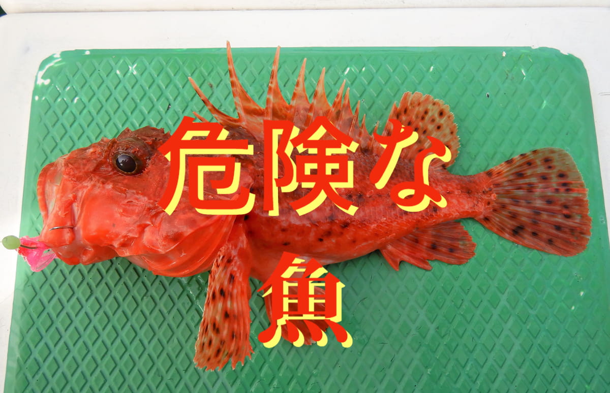 触っちゃだめ！】釣り人が出会った危険な魚まとめ［その2］ | 釣り