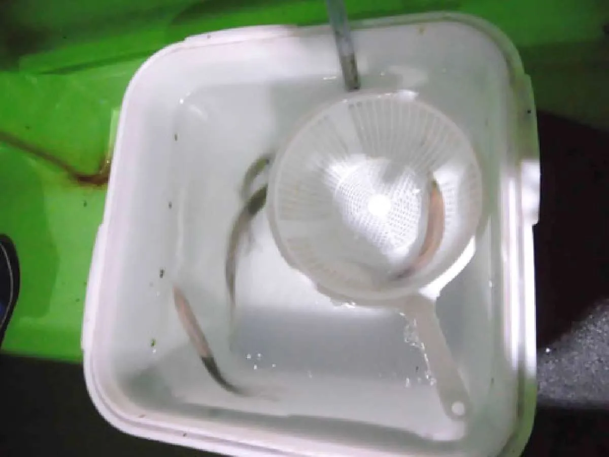 釣り座に用意された桶にイワシを小分けに