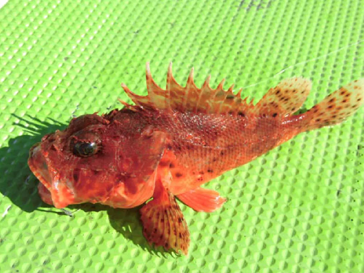 トゲに注意、オニカサゴ
