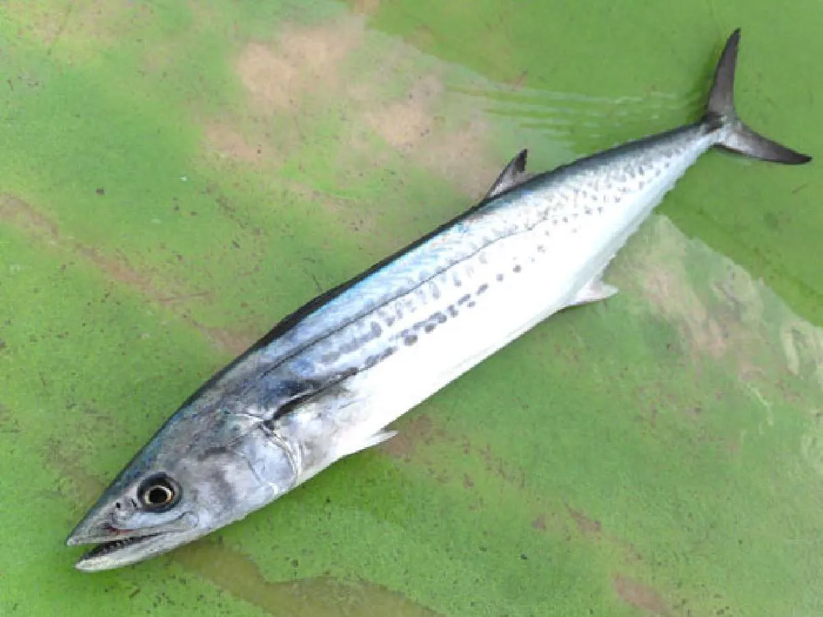 サワラの若魚“サゴシ”も来た