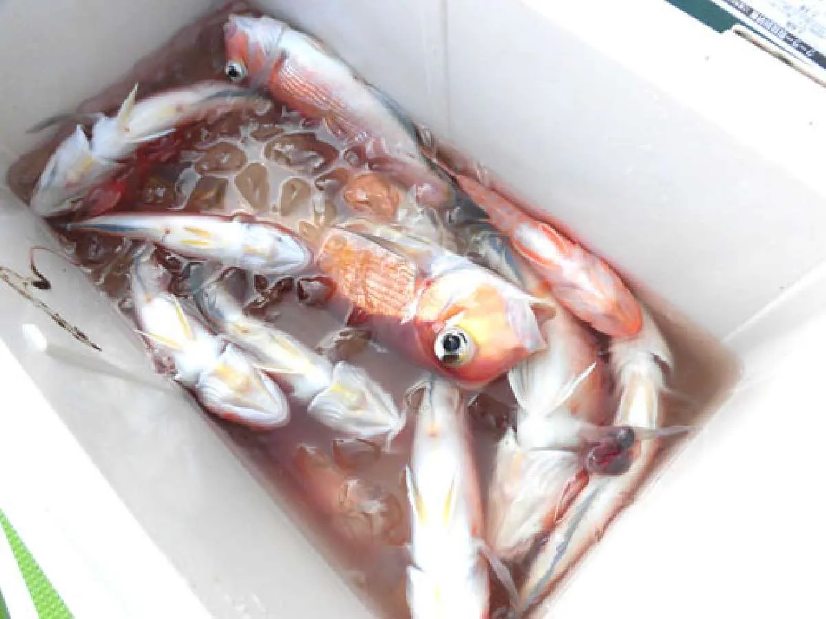 竿頭のクーラー、これだけ釣れれば十分