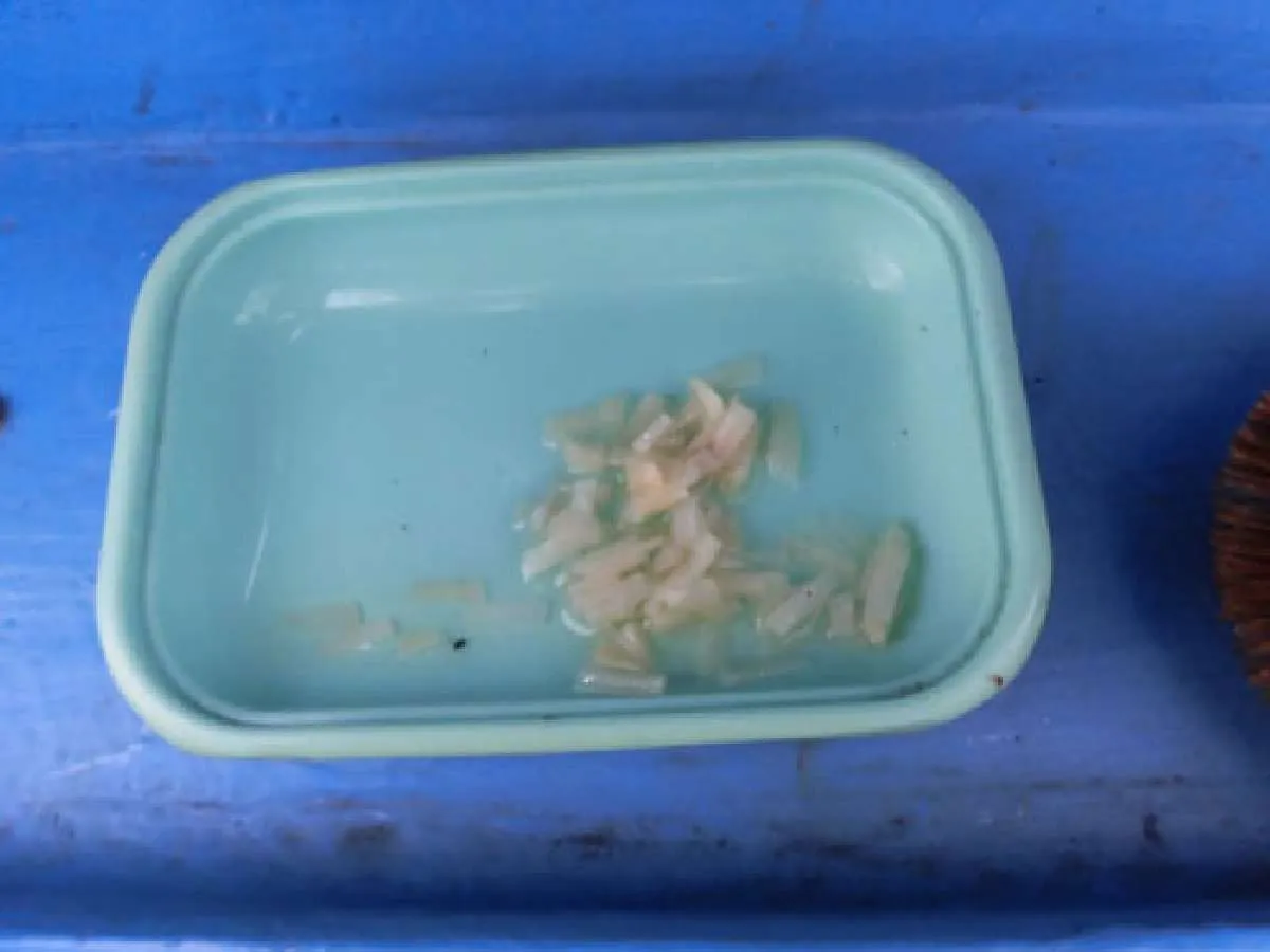 コマセ釣りはバイオベイトを付けエサに