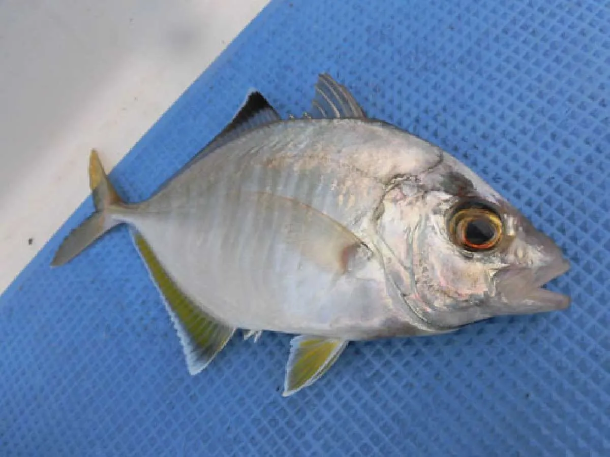 釣り人の特権です。カイワリ