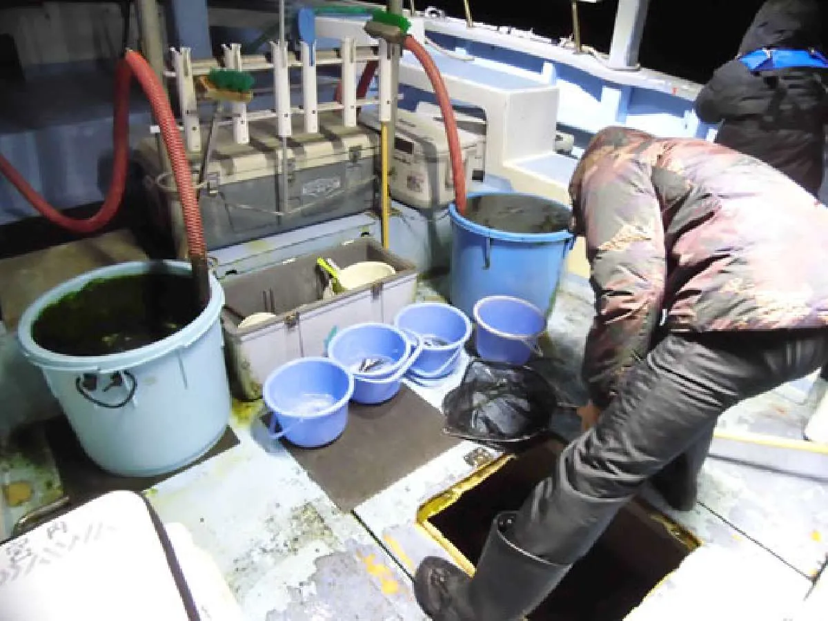 釣り場に到着、餌のイワシが配られる