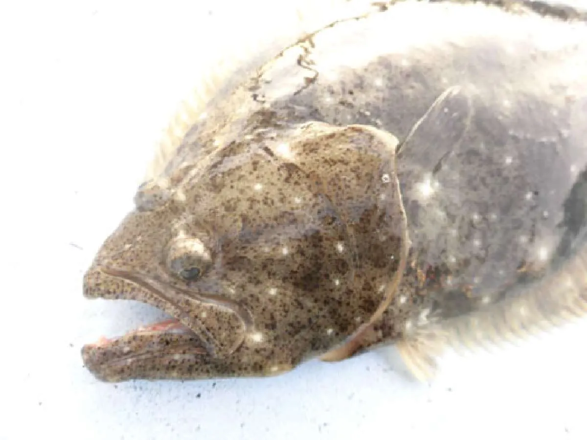 味覚も釣果も最盛期はまだまだこれから！