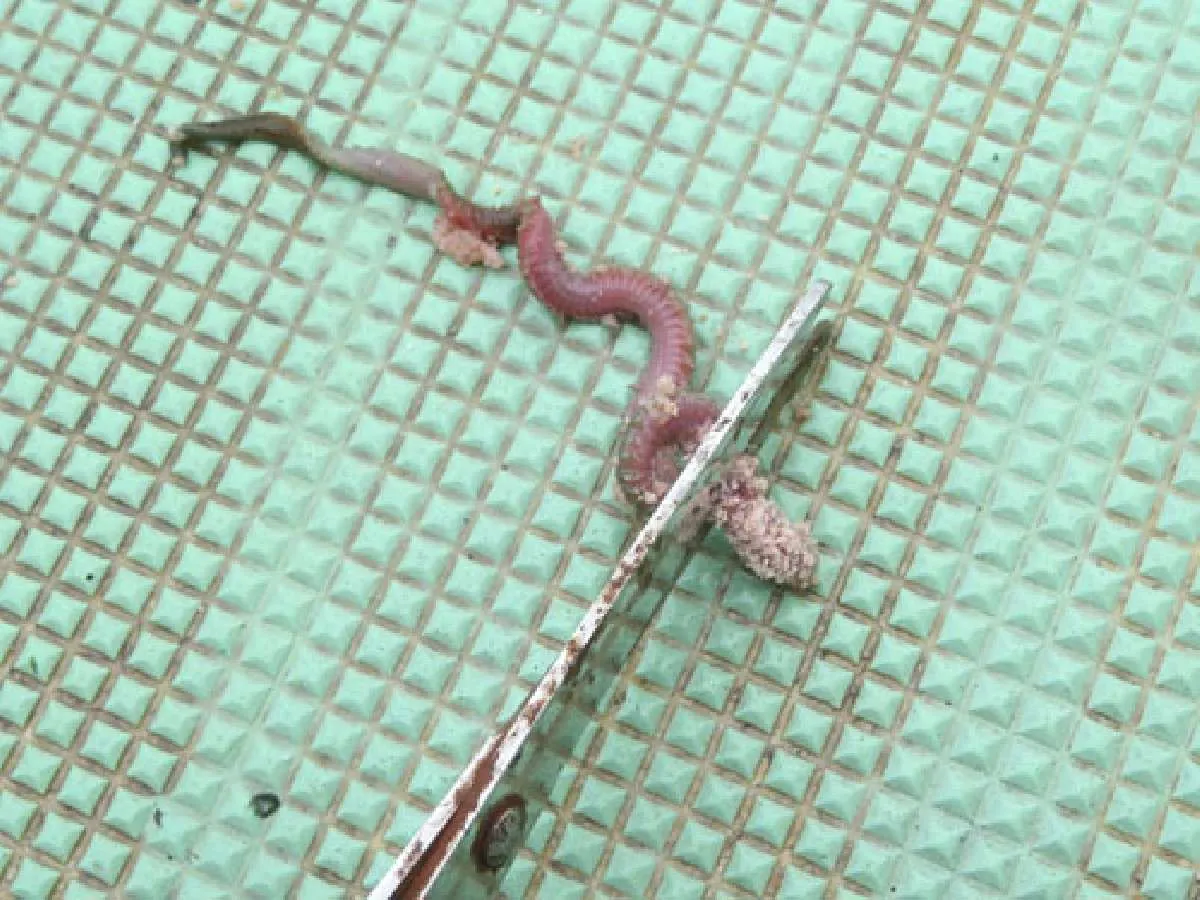 吸い込みが悪い場合はイソメの頭をカットすると良い