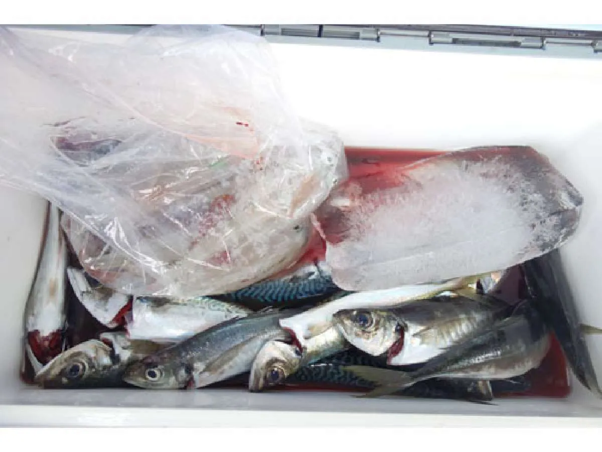 “お土産”は、アジ、サバ、スルメイカ、ヤリイカと大満足