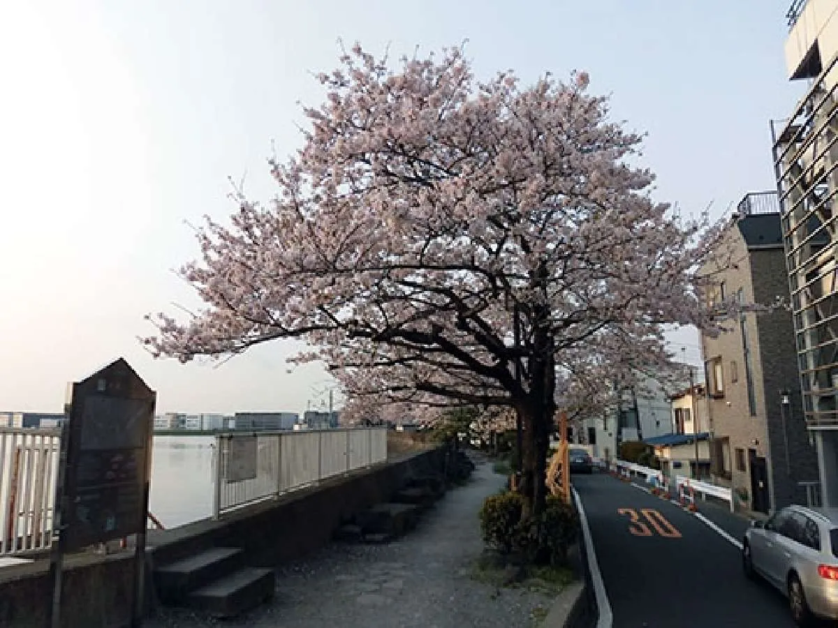 満開の桜がお出迎え
