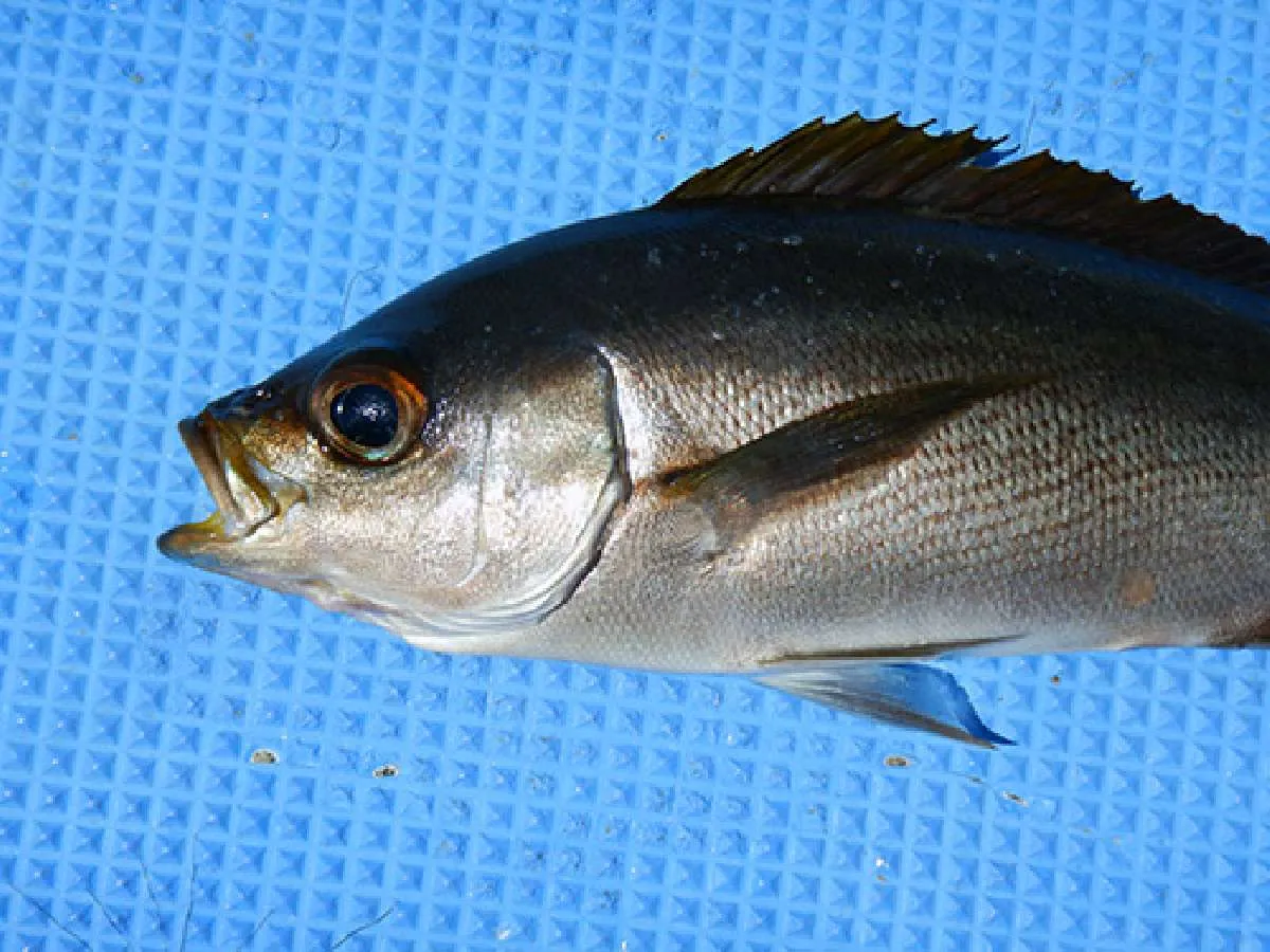 ふっくらした魚体、これから味も一段と良くなってきます