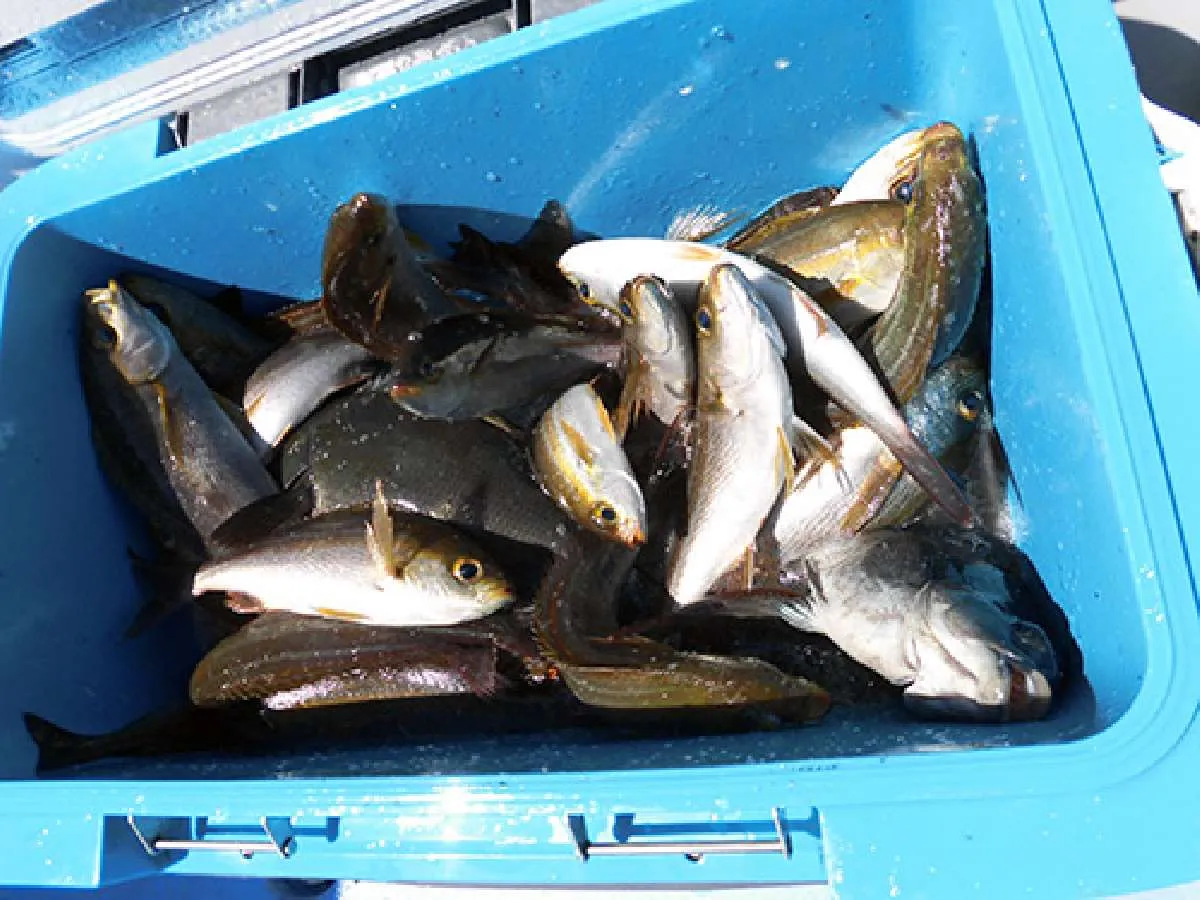 上乗り仕事の合間でこの釣果、イサキ50匹他メジナ、ウマヅラハギ
