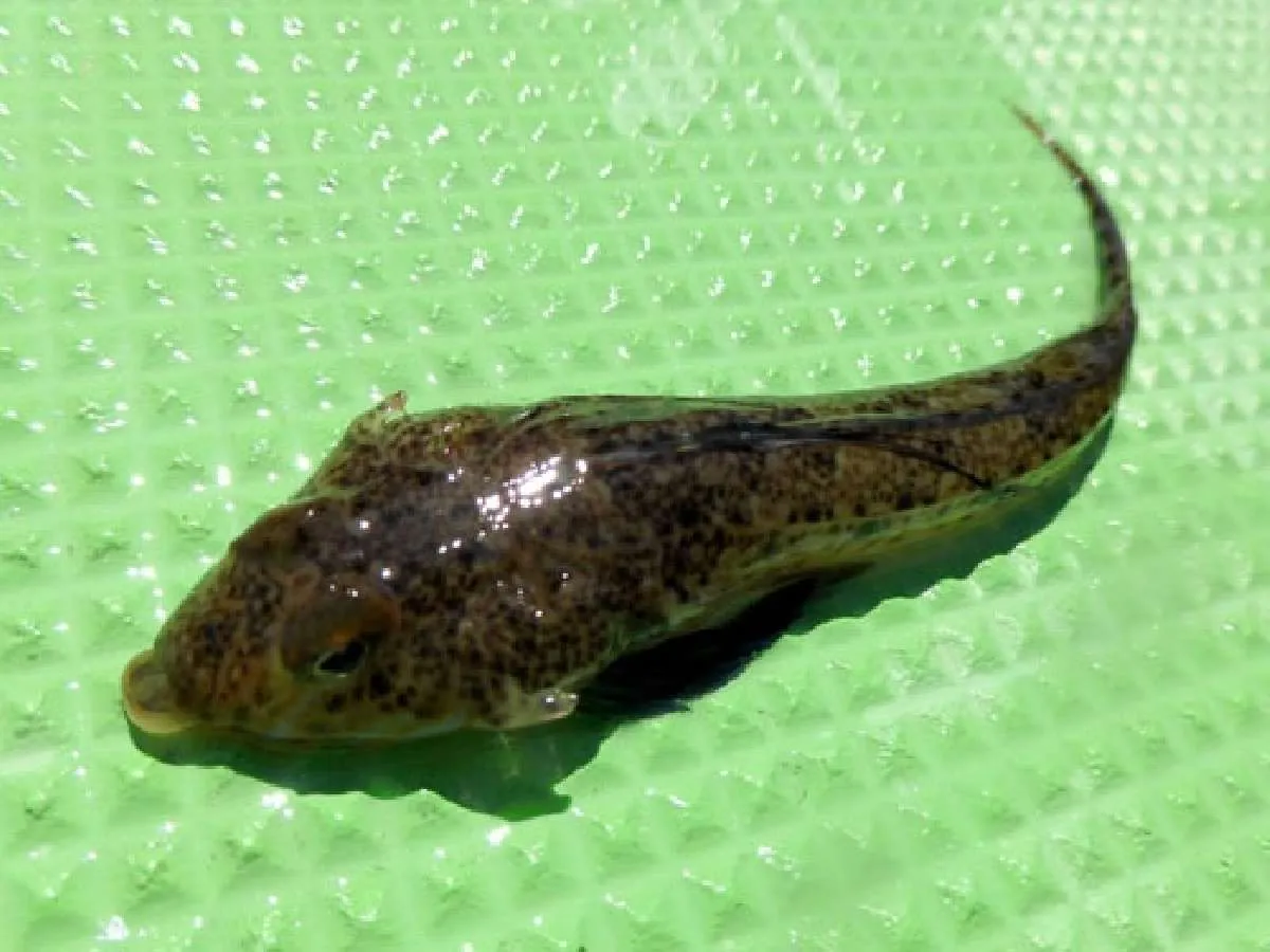 天ぷらや刺し身で美味しいメゴチ
