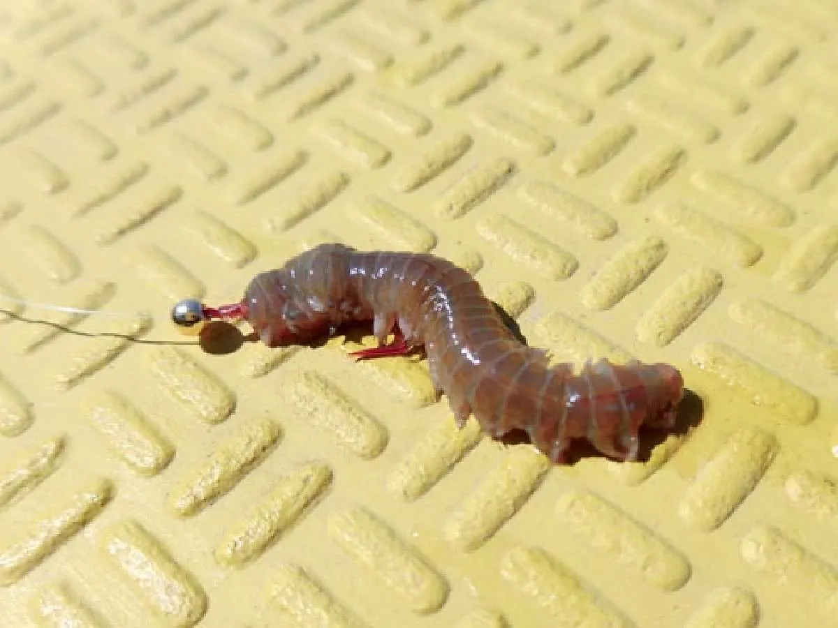 タラシの長さが釣果に影響する！