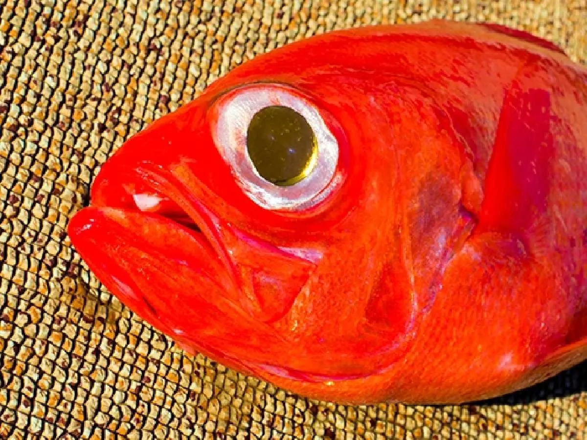 真っ赤な魚体。正に“ブランドキンメダイ”