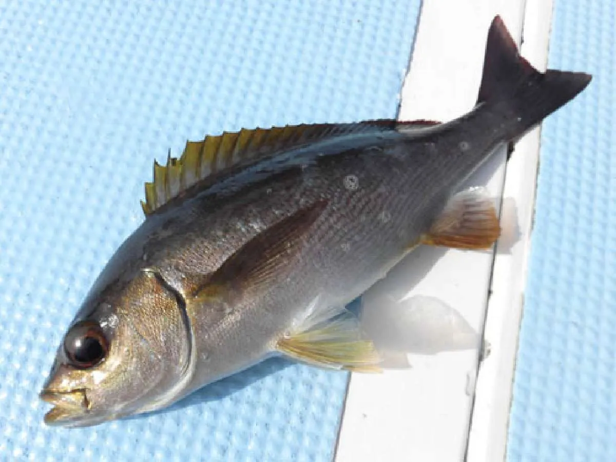 “鶏魚”とも書かれるイサキ。とさかの様な背ビレは要注意