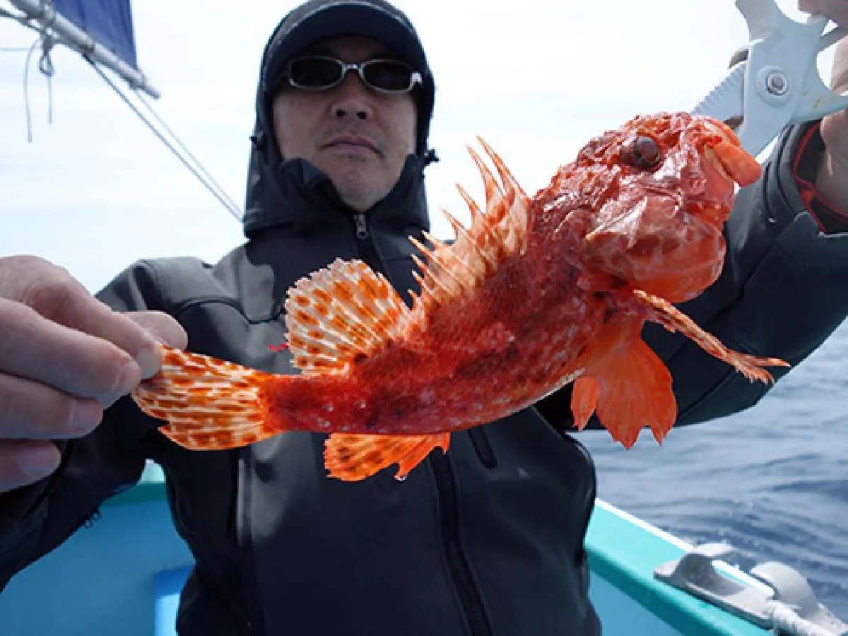 オニカサゴが釣れた