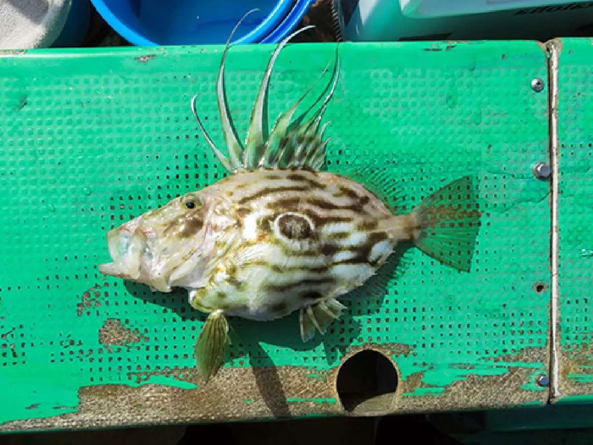 マトウダイも数匹ヒット