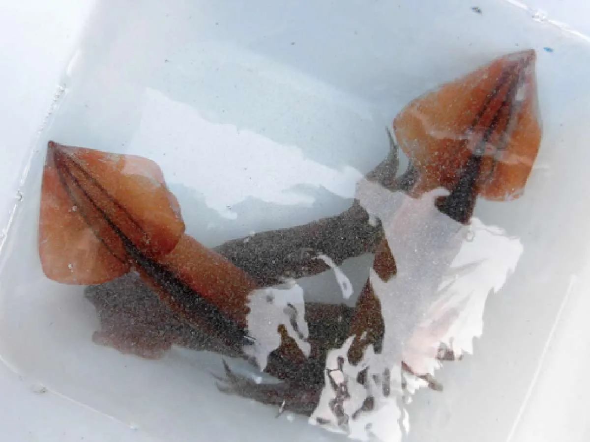 激渋だったが人数分の餌の確保には成功