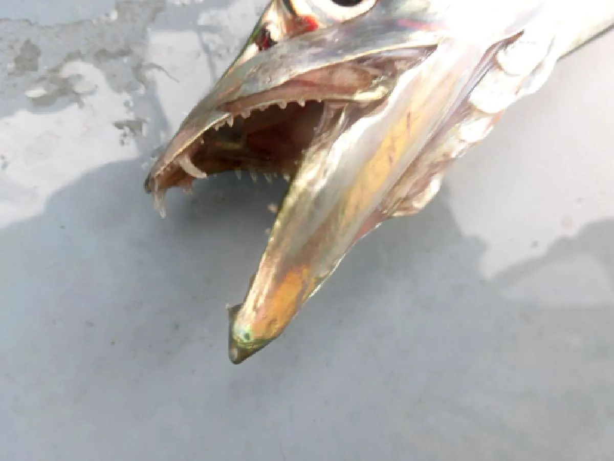 鋭い歯に注意