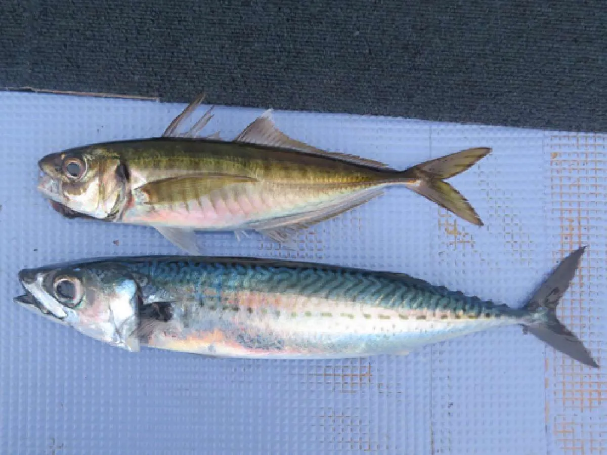 外房のサバはブランド魚。大切に持ち帰りたい