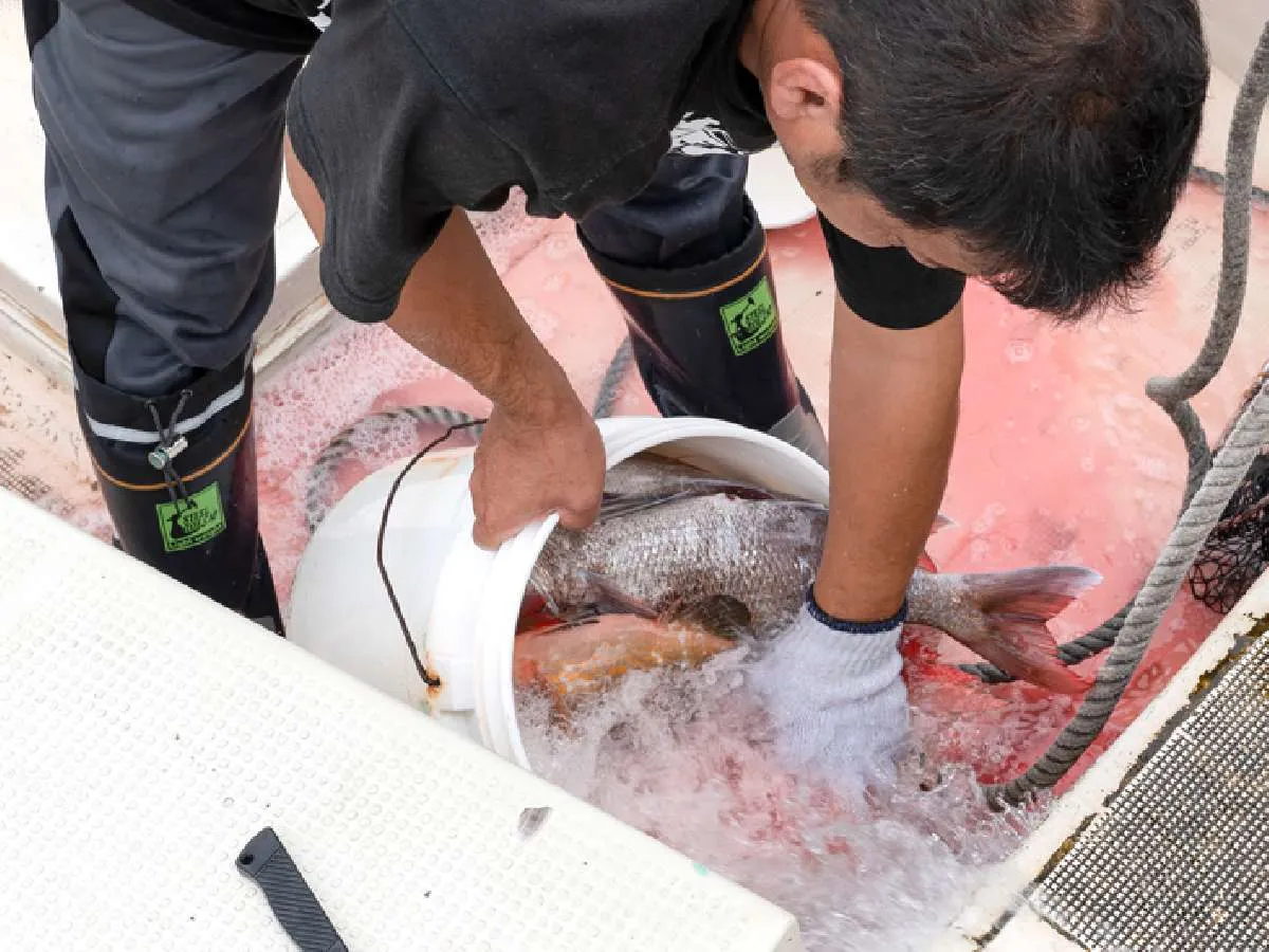 釣った魚は船長が締めてくれる！