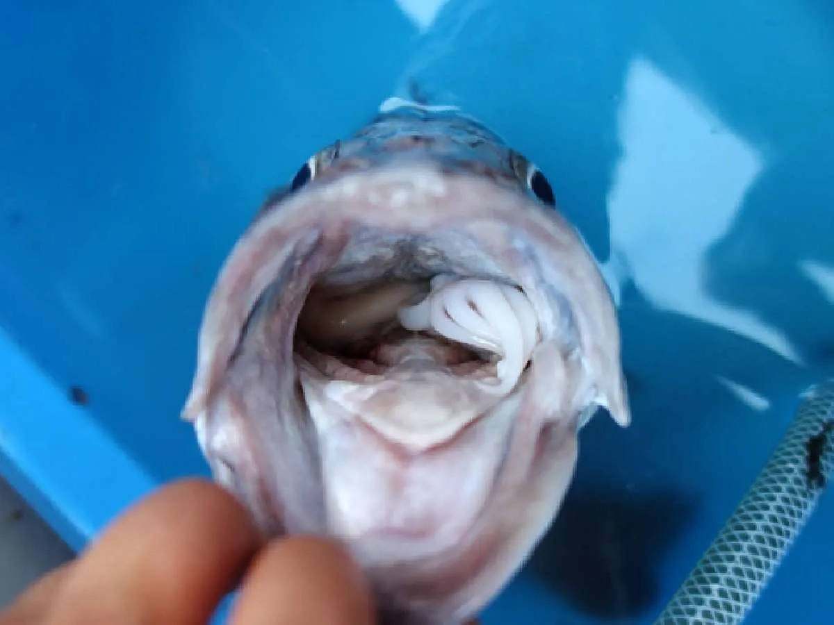 3kg級のアラの口にはスルメイカがの足が見えた