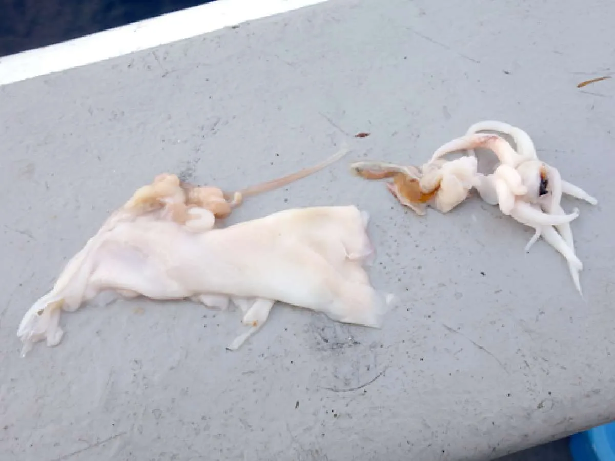 釣ったアラから取り出したスルメイカ
