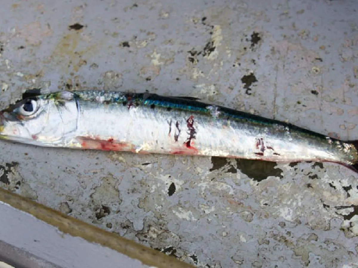 アタリは多いが食い込みが悪かった前半戦