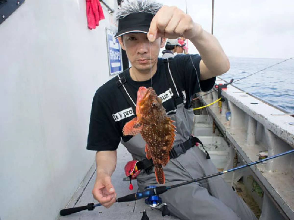 活きイワシにヒットするカサゴなので良型が多い