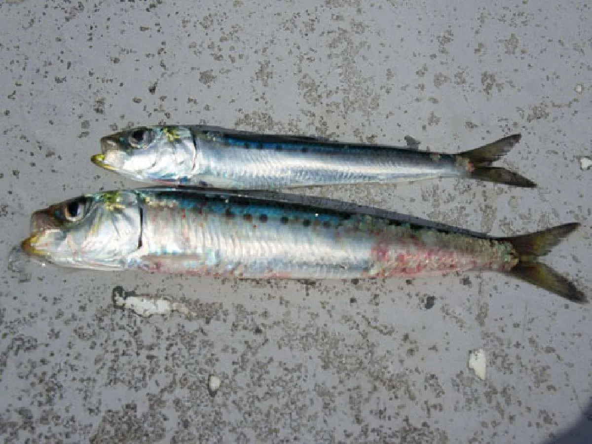 餌の活きイワシのサイズは15～20cm