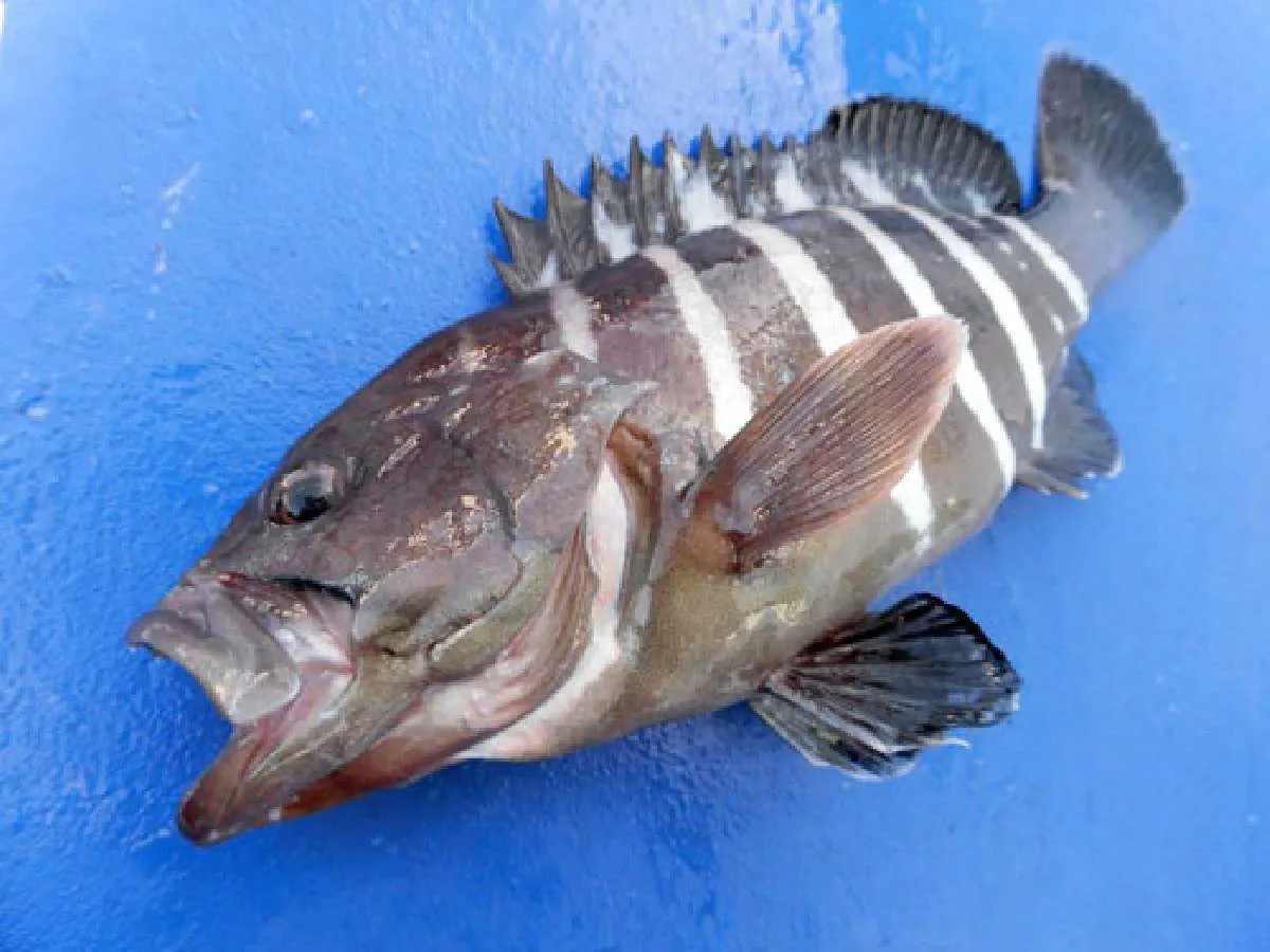 釣れると思わずにんまりしてしまうマハタ