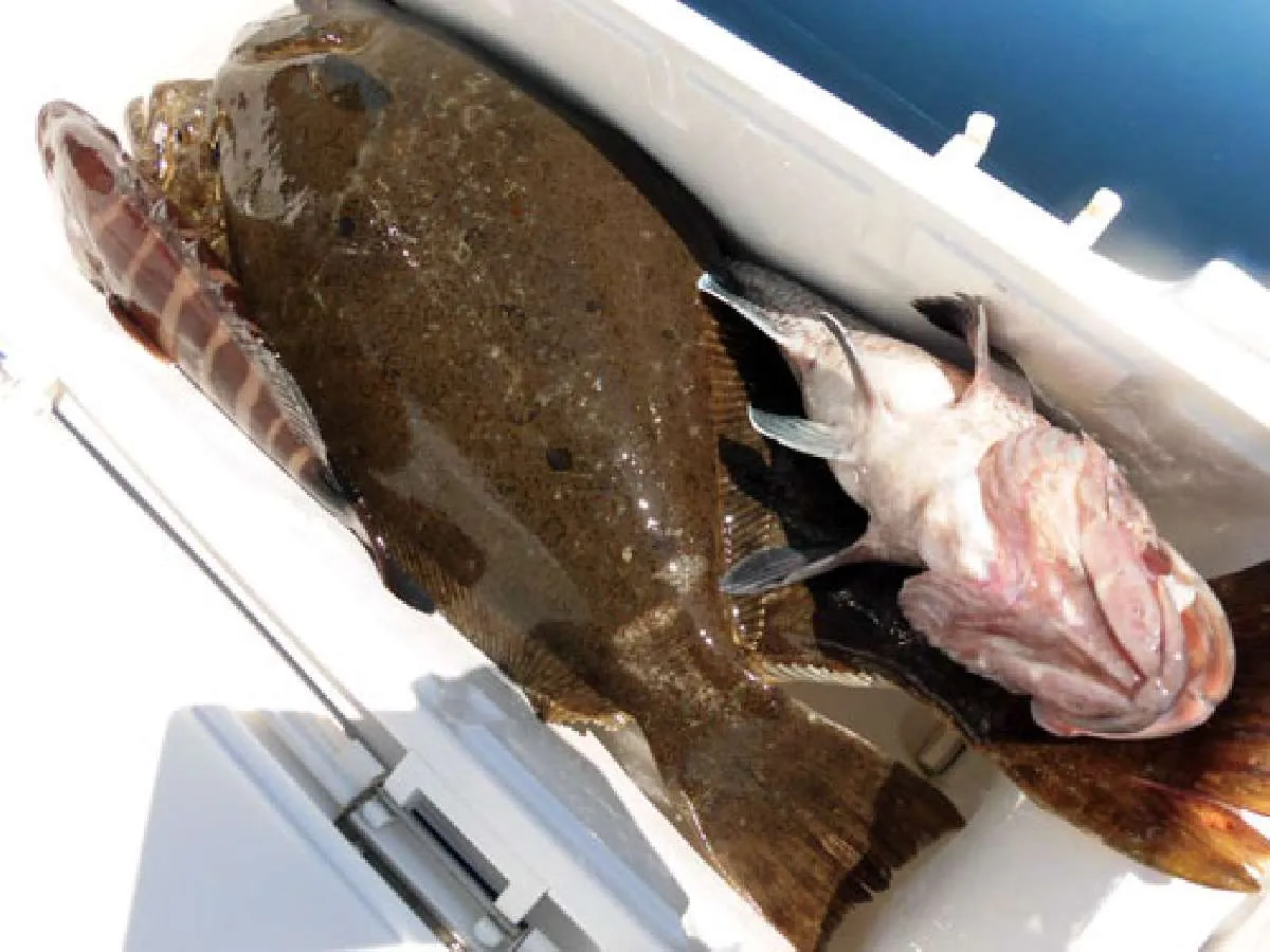 釣果の多彩さもヒラメ釣りの大きな魅力