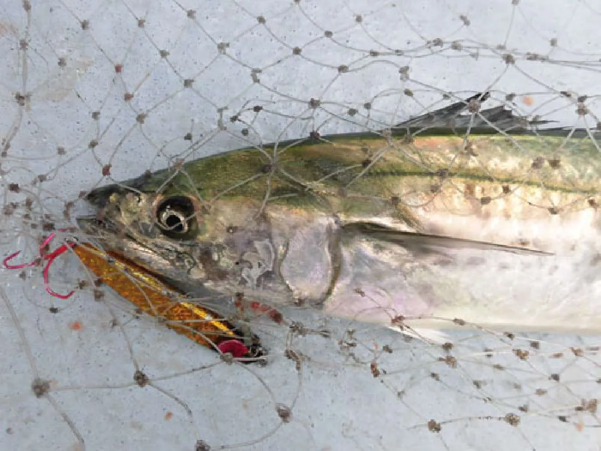 私が釣った60cm級のサゴシ（サワラの若魚）