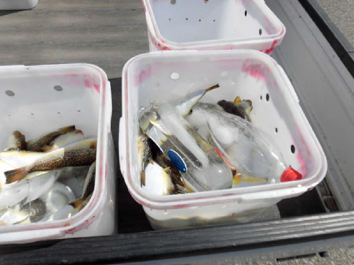 船宿で綺麗な「身欠き」にしてくれる
