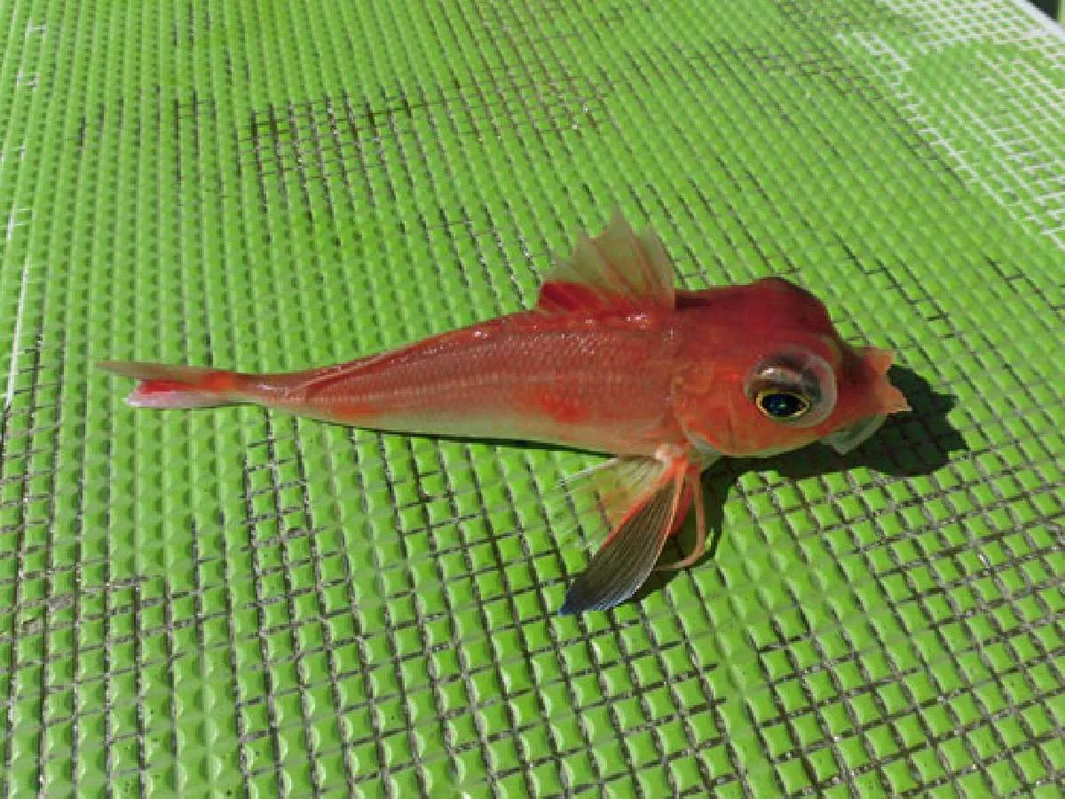 カナガシラ