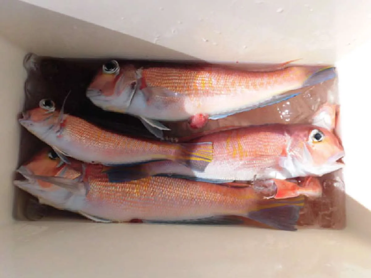 私の釣果