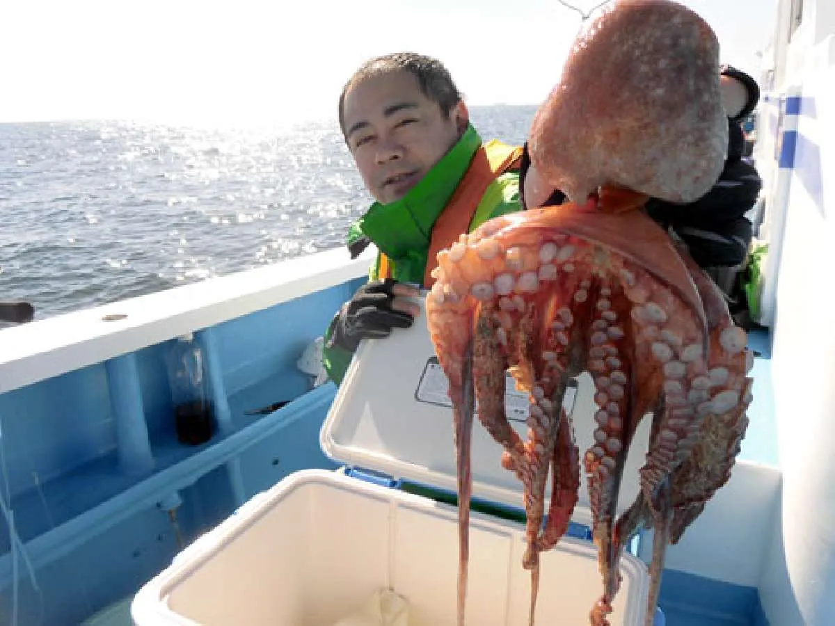 美味しいサイズのマダコも